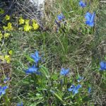 Floriterapia: passeggiata alla scoperta dei fiori del periodo