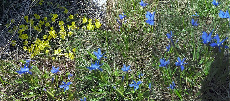 Floriterapia: passeggiata alla scoperta dei fiori del periodo